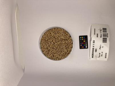 Click for 1 image(s) for this accession. SEED